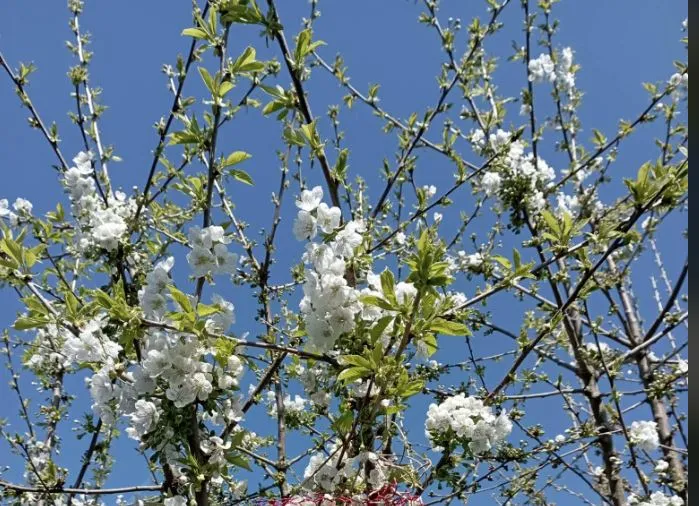Witte bloesem aan takken tegen een blauwe lucht